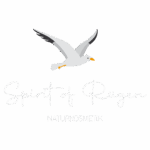 spirit of ruegen logo flyer